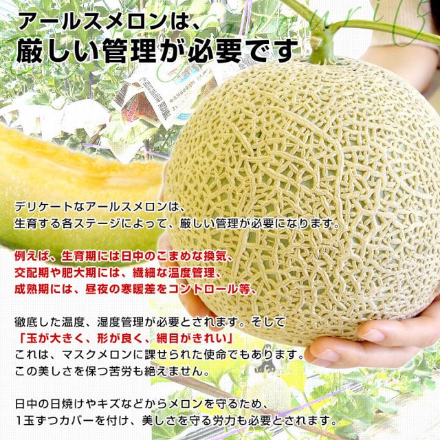 九州から産地直送 アールスメロン 2玉（合計約2.5キロ）送料無料 