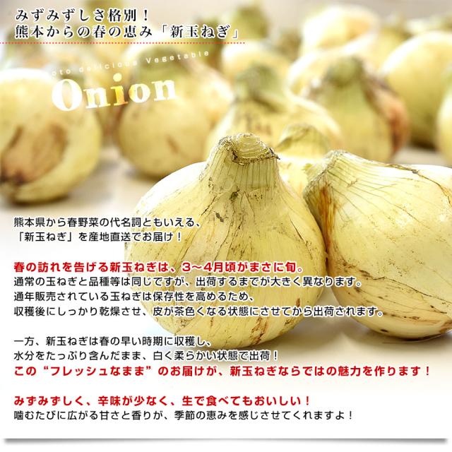 鹿児島県産 新じゃがいも＆熊本県産 新たまねぎセット 約2.5キロ×2箱