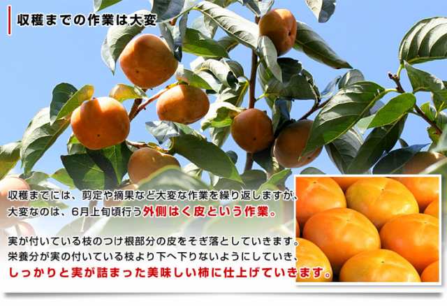 和歌山県より産地直送 JA紀の里 たねなし柿 合計4キロ 2キロ×2箱 (10玉から12玉入り×2箱) カキ かき 柿 送料無料の通販はau PAY  マーケット 産直だより au PAY マーケット－通販サイト