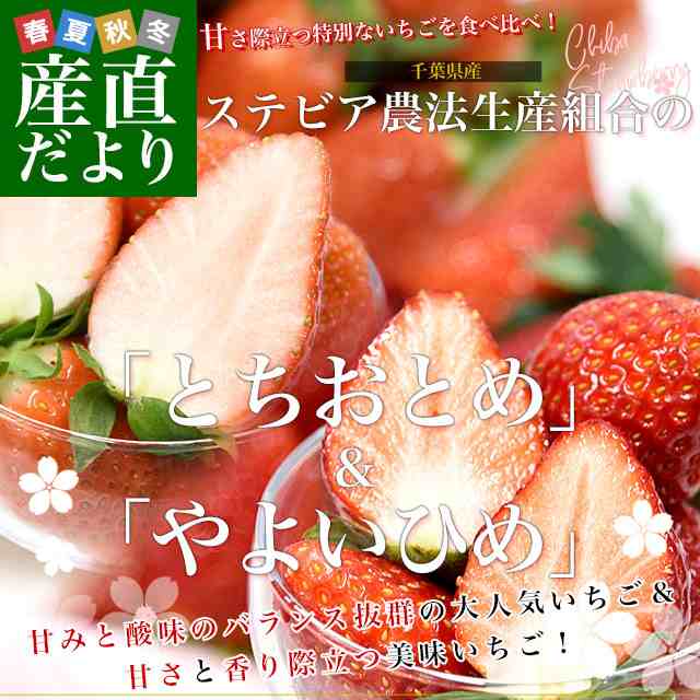 千葉県産 ステビア農法生産組合のいちご 食べ比べセット とちおとめ