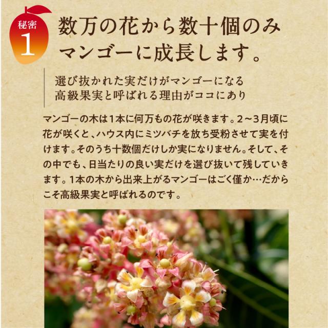 宮崎完熟マンゴー特大玉6玉　宮崎からお届けする南国の香り・とろける美味しさ 南国 フルーツ 果物 高級 個包装 ギフト 贈り物 プレゼント （※専用箱は別途ご購入ください）完熟 マンゴー 送料無料 お取り寄せギフト お取り寄せスイーツ 贈答用 プレゼント お中元 暑中見舞い_6