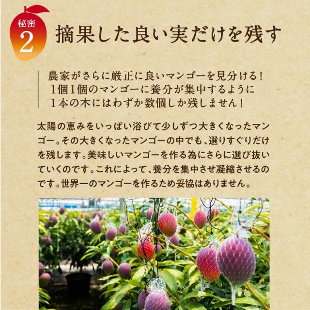 宮崎完熟マンゴー特大玉6玉　宮崎からお届けする南国の香り・とろける美味しさ 南国 フルーツ 果物 高級 個包装 ギフト 贈り物 プレゼント （※専用箱は別途ご購入ください）完熟 マンゴー 送料無料 お取り寄せギフト お取り寄せスイーツ 贈答用 プレゼント お中元 暑中見舞い_7