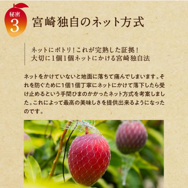 宮崎完熟マンゴー特大玉6玉　宮崎からお届けする南国の香り・とろける美味しさ 南国 フルーツ 果物 高級 個包装 ギフト 贈り物 プレゼント （※専用箱は別途ご購入ください）完熟 マンゴー 送料無料 お取り寄せギフト お取り寄せスイーツ 贈答用 プレゼント お中元 暑中見舞い_8