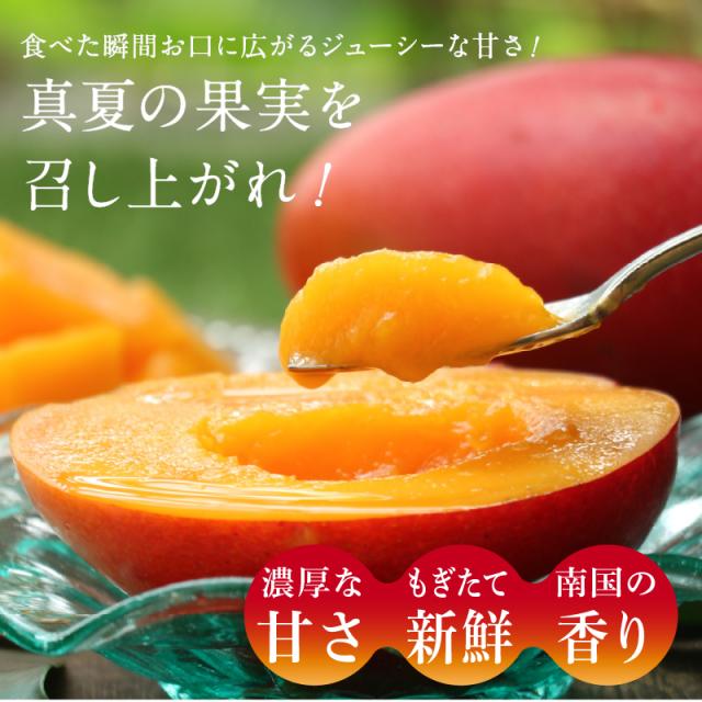 宮崎完熟マンゴー特大玉6玉　宮崎からお届けする南国の香り・とろける美味しさ 南国 フルーツ 果物 高級 個包装 ギフト 贈り物 プレゼント （※専用箱は別途ご購入ください）完熟 マンゴー 送料無料 お取り寄せギフト お取り寄せスイーツ 贈答用 プレゼント お中元 暑中見舞い_15