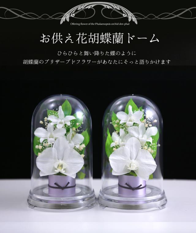 送料無料 仏花 新盆 対デザインset デンファレドーム お供え花 一対 仏壇用 即日配送 プリザーブドフラワー お供え プリザーブドフラワー ケー 店長大暴走 クリアランスsale Centrodeladultomayor Com Uy
