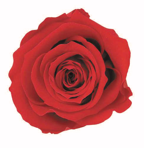 送料無料 女性 プリザーブドフラワー クリスマス 一輪のバラ プリザーブドフラワー プレゼント ギフト 誕生日 還暦祝い 結婚記念日の通販はau Pay マーケット アートフォーシーズン