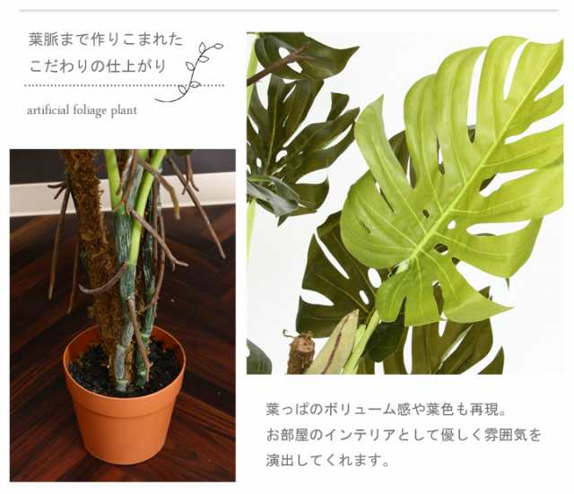 観葉植物 スプリット ２２