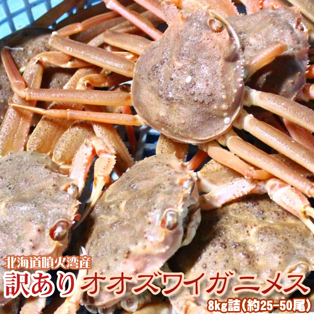 オオズワイガニ メス 活 訳あり 北海道産 8kg（約25−50尾入） 身入り7分前後 送料無料 ※沖縄送料別途加算の通販は