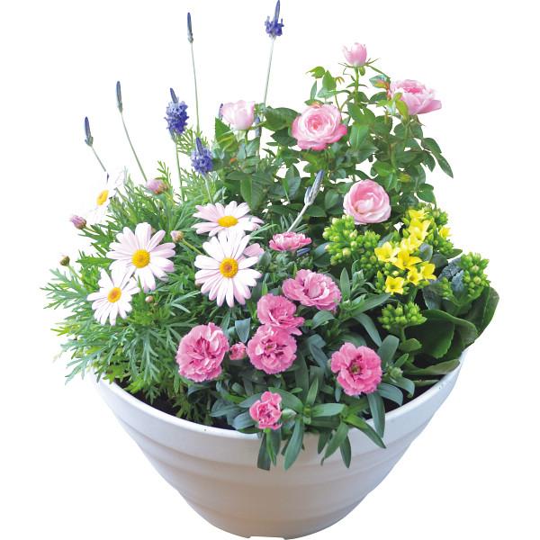 母の日 花 鉢植え ギフト 送料無料 寄せ植え ガーデンパーティー 母の日ギフト Mother S Day 21 限定ギフト 期間限定 鉢植の通販はau Pay マーケット ギフト グルメ北海道