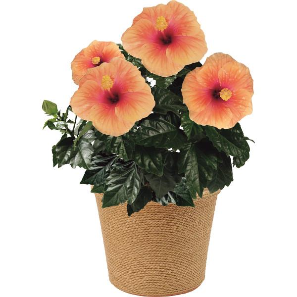 父の日 花 鉢植え ギフト 送料無料 ハイビスカス鉢植え サニーシティー 父の日ギフト Father S Day 21 限定ギフト 期間限定の通販はau Pay マーケット ギフト グルメ北海道