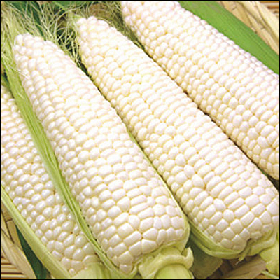 2025年予約 北海道産 とうもろこし 送料無料 ホワイトショコラ・味来 食べ比べ 各3本 / 北海道 新鮮 直送 トウモロコシ とうきび 白いとうもろこし ホワイトコーン ホワイト イエローコーン 食べ比べ 食べくらべ たべくらべ 甘い お取り寄せ 旬 人気 新鮮 夏 野菜