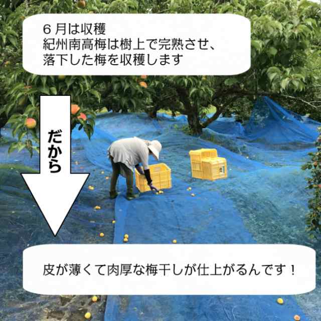 梅干し 南高梅 つぶれ梅 大粒 紀州 減塩 はちみつ漬け 800gｘ１個 代金引換便不可品｜au PAY マーケット