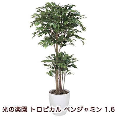 ●光の楽園 (161K480-38) トロピカル ベンジャミン 1.6 送料無料 94123 37,180円