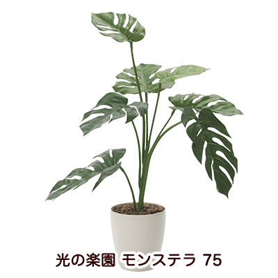 ●光の楽園 (225K120-52) モンステラ 75 送料無料 94138