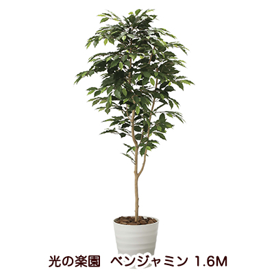 ●光の楽園 (2015A250-38) ベンジャミン 1.6Ｍ 送料無料 94171