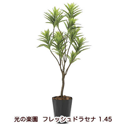 ●光の楽園 (2017A300-40) フレッシュドラセナ 1.45 送料無料 94173