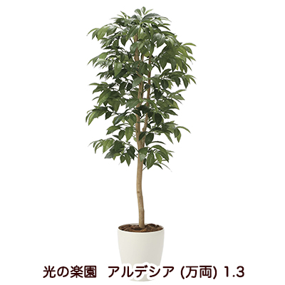 ●光の楽園 (2033A200-54) アルデシア (万両) 1.3 送料無料 94183の通販は