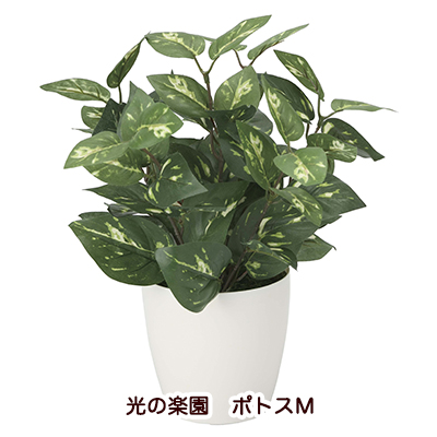 ●光の楽園 (2103K35-64) ポトスＭ 送料無料 94199の通販は 6,270円