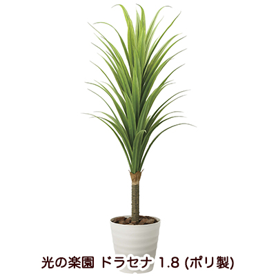 ●光の楽園 (2019A350-39) ドラセナ 1.8 (ポリ製) 送料無料 94242