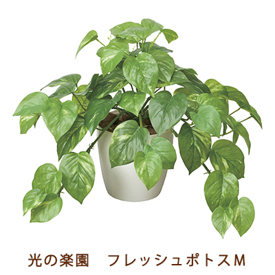 ●光の楽園 (384K55-60) フレッシュ ポトス M 送料無料 92505