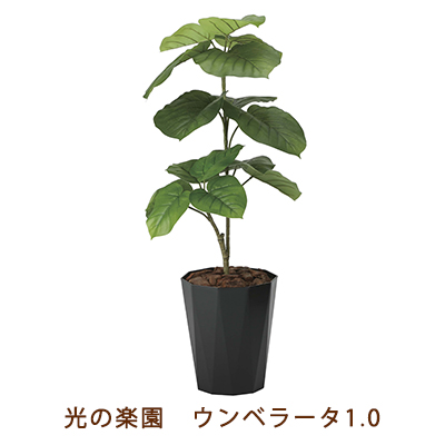 ●光の楽園 (2293K180-55) ウンベラータ 1.0 送料無料 99476