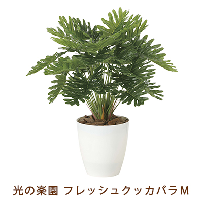 ●光の楽園 (2215A75-63) フレッシュ クッカバラ M 送料無料 99495