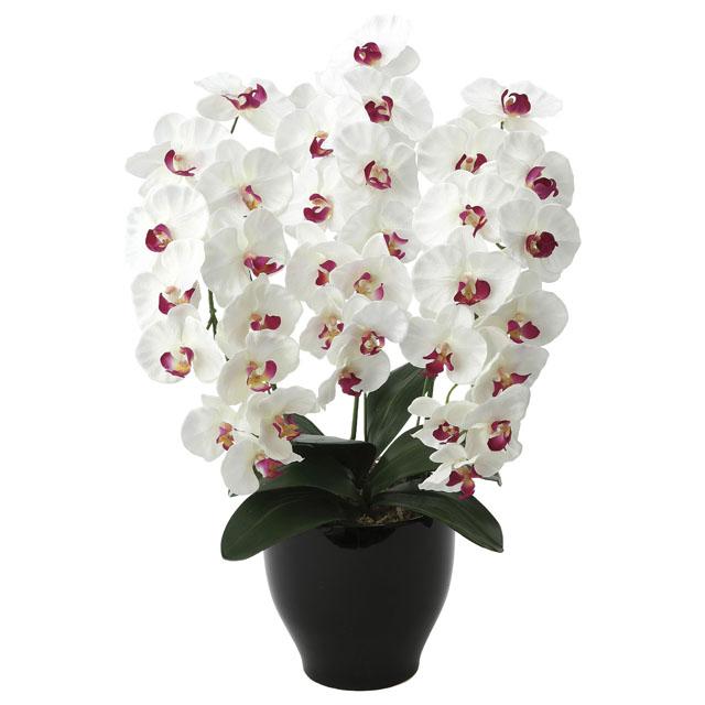 ●光の楽園 (661K135-78) プレミアム胡蝶蘭W/AB 送料無料 92645の通販は