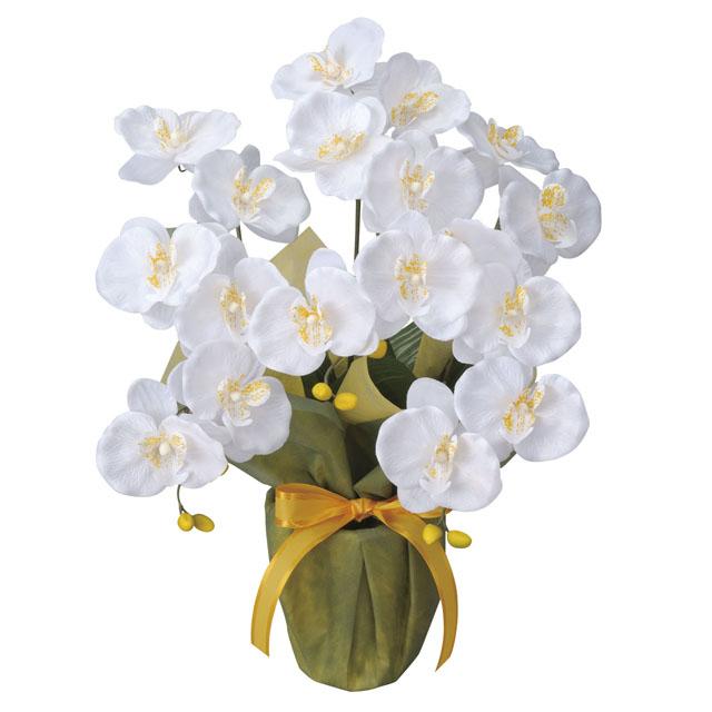 ●光の楽園 (25K40-80) ミディ胡蝶蘭W 送料無料 92657の通販は 6,747円