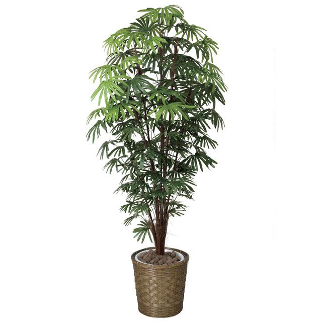 ●光の楽園 (501K640-34) シュロチク 1.8 送料無料 92398の通販は