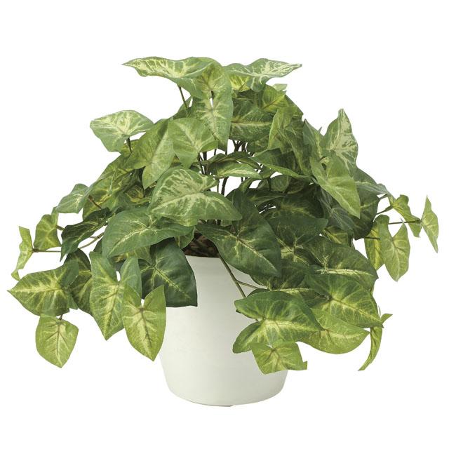 ●光の楽園 (643A50-66) フレッシュカラージューム 送料無料 92574の通販は 6,893円