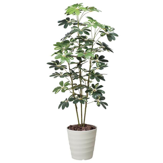 ●光の楽園 (355K210-48) カポック斑入り1.5 送料無料 92391の通販は 21,895円