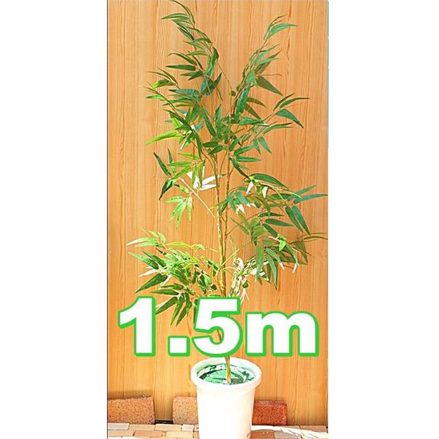 ●[s-01ｋ] 笹 1.5ｍ ディスプレイ 送料無料 92925 7,775円