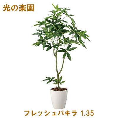 ●光の楽園 (2321A295-31) フレッシュパキラ 1.35 送料無料 95075