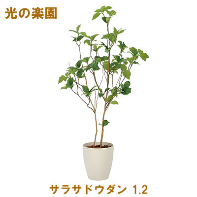 ●光の楽園 (2323A210-46) サラサドウダン 1.2 送料無料 95083