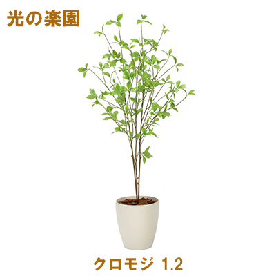 ●光の楽園 (2324A200-46) クロモジ 1.2 送料無料 95085