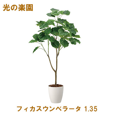 ●光の楽園 (2116A295-51) フィカスウンベラータ 1.35 送料無料 95101