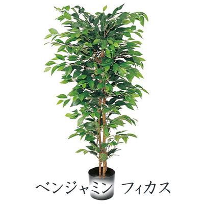 ● ベンジャミン フィカス 1.5m (glp-1300) 造花 人工 観葉植物 フェイクグリーン 送料無料 94280