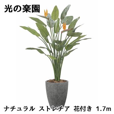 ● 光の楽園 (2526A800) ナチュラル ストレチア 花付き 1.7m 造花 人工 観葉植物 フェイクグリーン光触媒 送料無料 94308