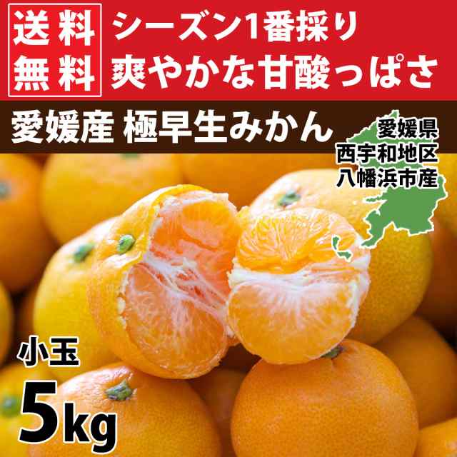 みかん 愛媛 訳あり ご家庭用 小玉 5kg 箱買い 西宇和地区八幡浜市産