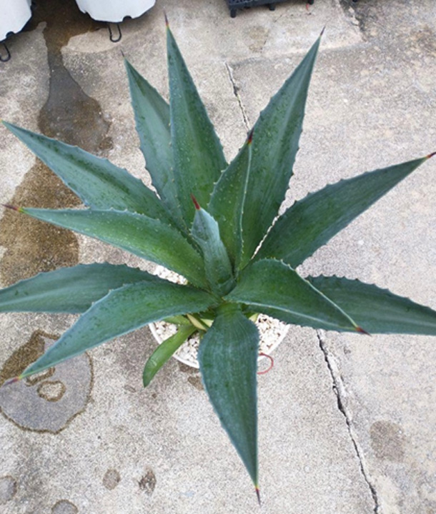 [ アガベ ディスメティアーナ 竜舌蘭 Lサイズ @8000] 塊根植物 多肉植物 盆栽 観葉植物 8,000円