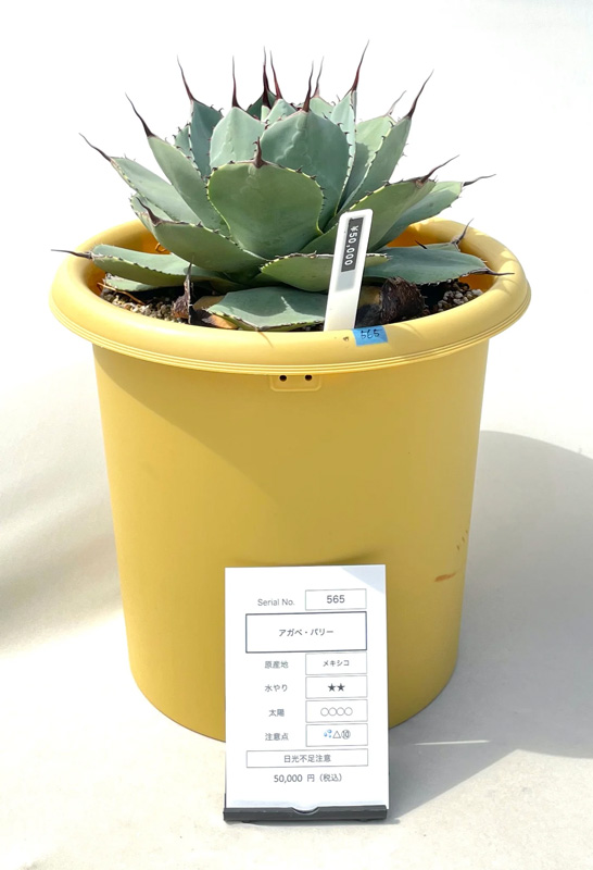 アガベ 吉祥天 アガベ 吉祥天 子株付き 36cm アガベ 吉祥天 子株付き