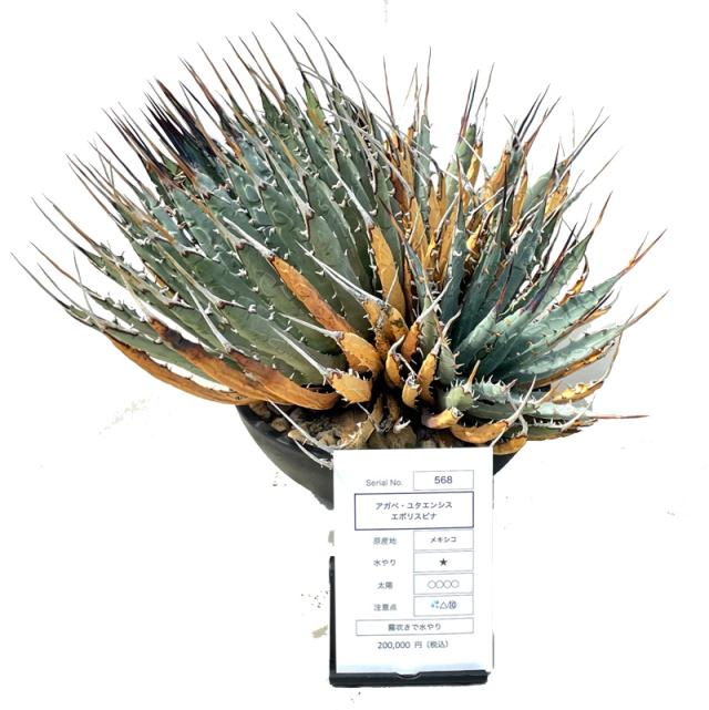 [ アガベ ユタエンシズ エボリスピナ Lサイズ @2200000] 塊根植物 多肉植物 盆栽 観葉植物