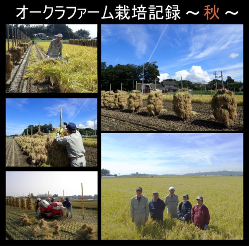 タイムセール ◆令和7年産◆ 米 10kg つや姫 無洗米10kg (5kg×2) 宮城県 登米産 送料無料 デザインポリ袋仕様 米 10kg ＊_3