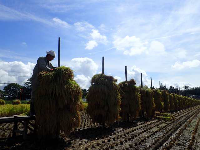 令和5年産 【天日干し】宮城県産 ひとめぼれ 玄米 10kg (クラフト袋