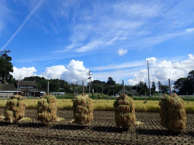 最安値更新！ 令和6年産 【天日干し】宮城県産 ひとめぼれ 玄米 30kg 一等米 希少な天日干し 健康食 未調整玄米 ＊_2