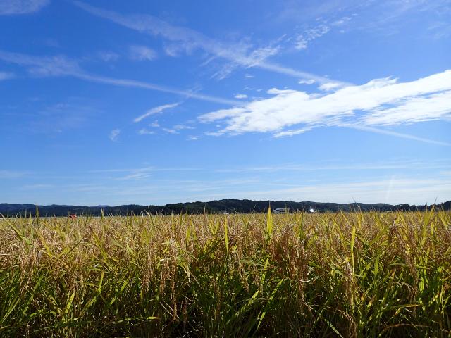 最安値更新！ 令和6年産 【天日干し】宮城県産 ひとめぼれ 玄米 30kg 一等米 希少な天日干し 健康食 未調整玄米 ＊_1