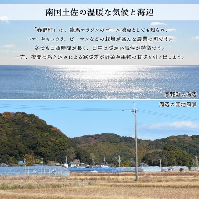 諸木直送 トマト Lisa フルーツトマト 贈答用 4箱 100日トマト 春野町 高糖度【北海道沖縄県除き送料無料】高知産 高知 糖度8度以上 高知県産 ふるーつとまと 約2キロ 高知県のフルーツトマト のし メッセージカード対応 agesugi_sgu_2