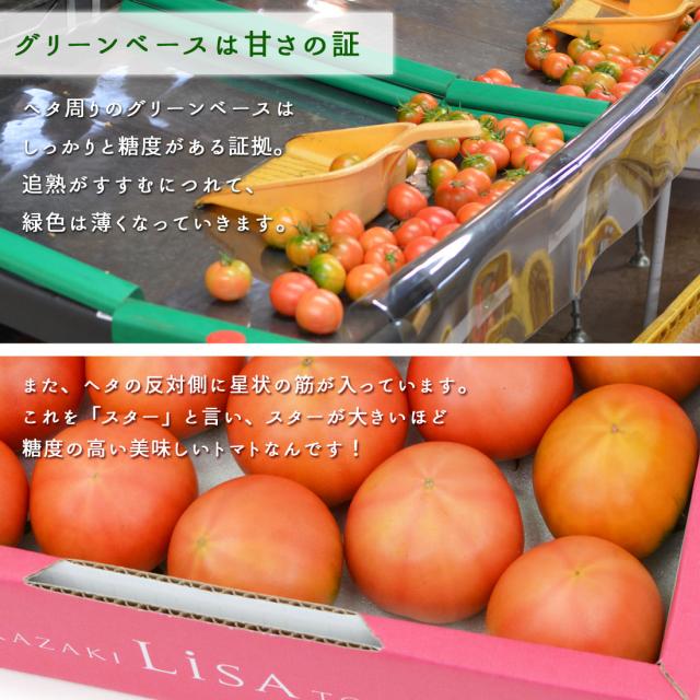 諸木直送 トマト Lisa フルーツトマト 贈答用 4箱 100日トマト 春野町 高糖度【北海道沖縄県除き送料無料】高知産 高知 糖度8度以上 高知県産 ふるーつとまと 約2キロ 高知県のフルーツトマト のし メッセージカード対応 agesugi_sgu_4