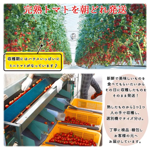 四万十 フルーツミニトマト 10kg 完熟 朝どれ トマト フルーツトマト 樹上完熟 ミニトマト【北海道沖縄県除き送料無料】プチトマト 10キロ 高知産 土佐の塩丸 天日塩付き 甘い 濃厚 薄皮 新鮮 産地直送 四万十源流 高知県 大野見 標高300Mの高地で育てました_4