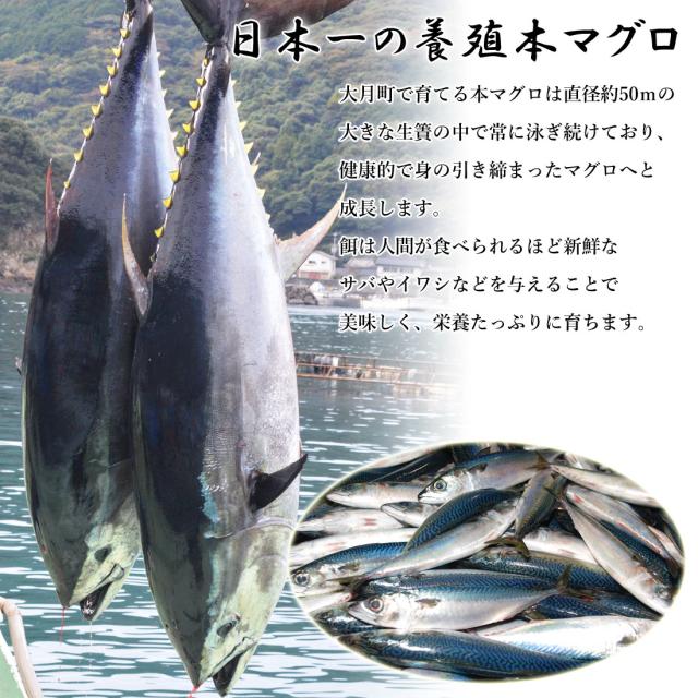 本マグロ 高知県大月町産 赤身 600g(4ブロック) 不定貫 本鮪 [冷凍便] [ヤマト発送]【北海道沖縄県除き送料無料】 プロトン凍結 クロマグロ 黒鮪 養殖 黒潮 本まぐろ 大月 鮮魚 冷凍マグロ 高知産 直送 切り身 まぐろ丼 刺身 父の日 ギフト お祝い プレゼント 高級グルメ_4